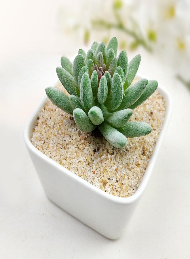 FANTIAN رمل سيليكا لأحواض السمك من فانتيان، وزن 5 أرطال. حصى صغير بحجم 0.4-0.8 مم، مناسب لأحواض السمك، والنباتات المزروعة في أصص، وحفر النار، والشموع، وتزيين المزهريات، والأعمال اليدوية. - Image 4